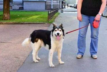 88岁老人被宠物牵引绳绊倒身亡,我们该懂得这些