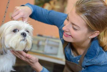 父母应该允许孩子养宠物吗?为什么?