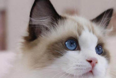 第一次养宠物到底是养猫好还是养狗好?