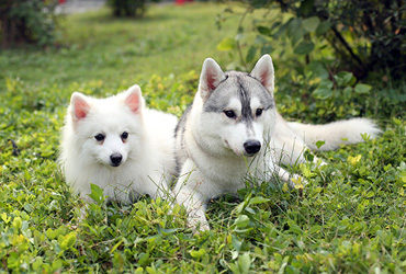 冬季来了!养狗家长在秋季给爱宠添加宠物衣服预防感冒